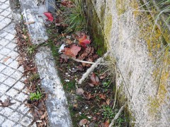 Anthoxanthum odoratum