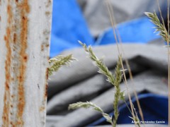 Anthoxanthum odoratum