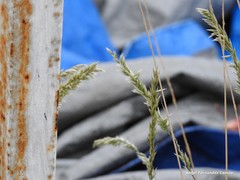 Anthoxanthum odoratum