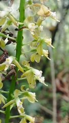 Epidendrum cylindrostachys, photograph (c) David Sánchez-Gómez, some rights reserved (CC BY)