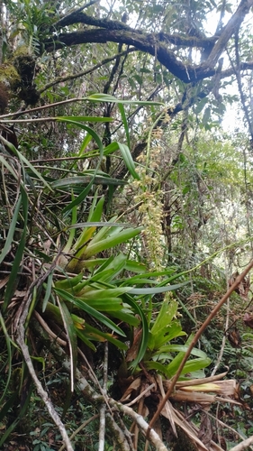 Epidendrum cylindrostachys, photograph 6