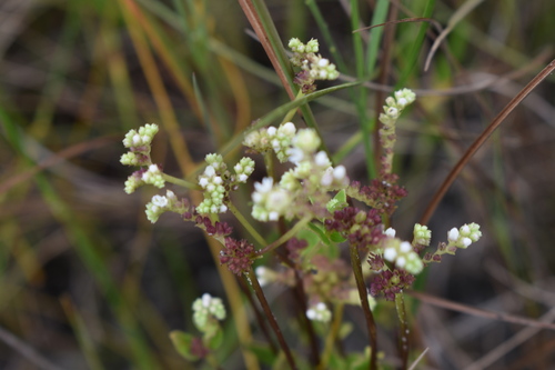 Wand hornpod (Mitreola sessilifolia)