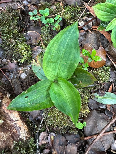Anoectochilus sandvicensis observed 2025-09-22