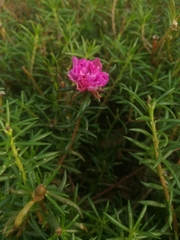 Portulaca grandiflora