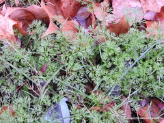 Scandix pecten-veneris