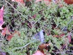 Scandix pecten-veneris