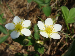Fragaria × ananassa