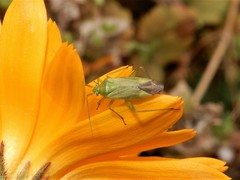 Closterotomus norwegicus