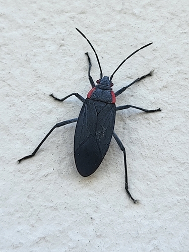 iNaturalist observation photo of Red-shouldered Bug
