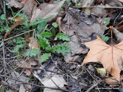 Carduus pycnocephalus