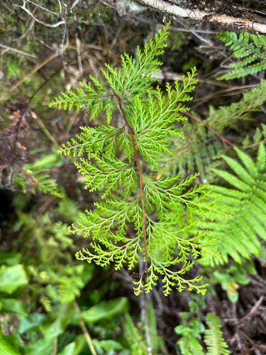 Odontosoria chinensis observed 2025-09-22