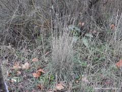 Dactylis glomerata hispanica