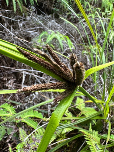 Carex alligata observed 2025-09-22