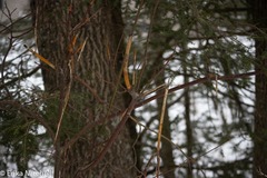 Aurantioporthe corni