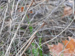Tragopogon porrifolius