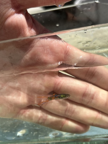 Gup (Poecilia reticulata) — Poeciliidae — 4