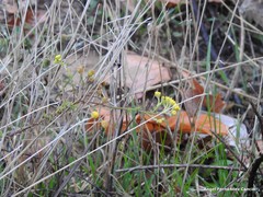 Tanacetum microphyllum