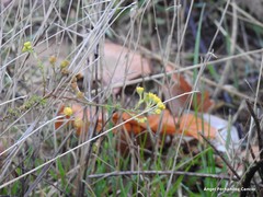 Tanacetum microphyllum