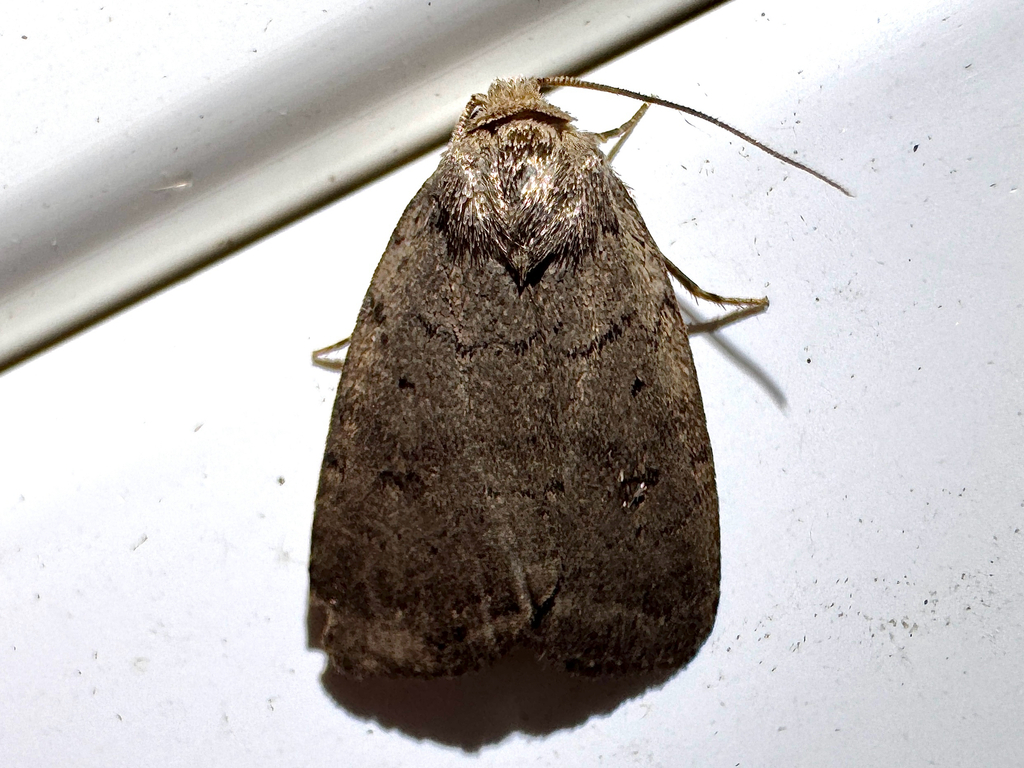 Slowpoke Moth