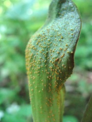 Uromyces ari-triphylli