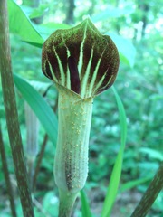 Uromyces ari-triphylli