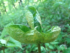 Uromyces ari-triphylli