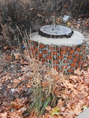 Dactylis glomerata hispanica