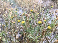Hymenoxys anthemoides