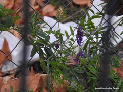 Vicia villosa