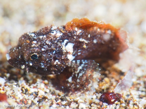Black Scorpionfish, Las Palmas, Spain, photo 8 of 10
