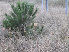 Pinus pinea
