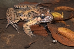 Caucasian Parsley Frog photo 2