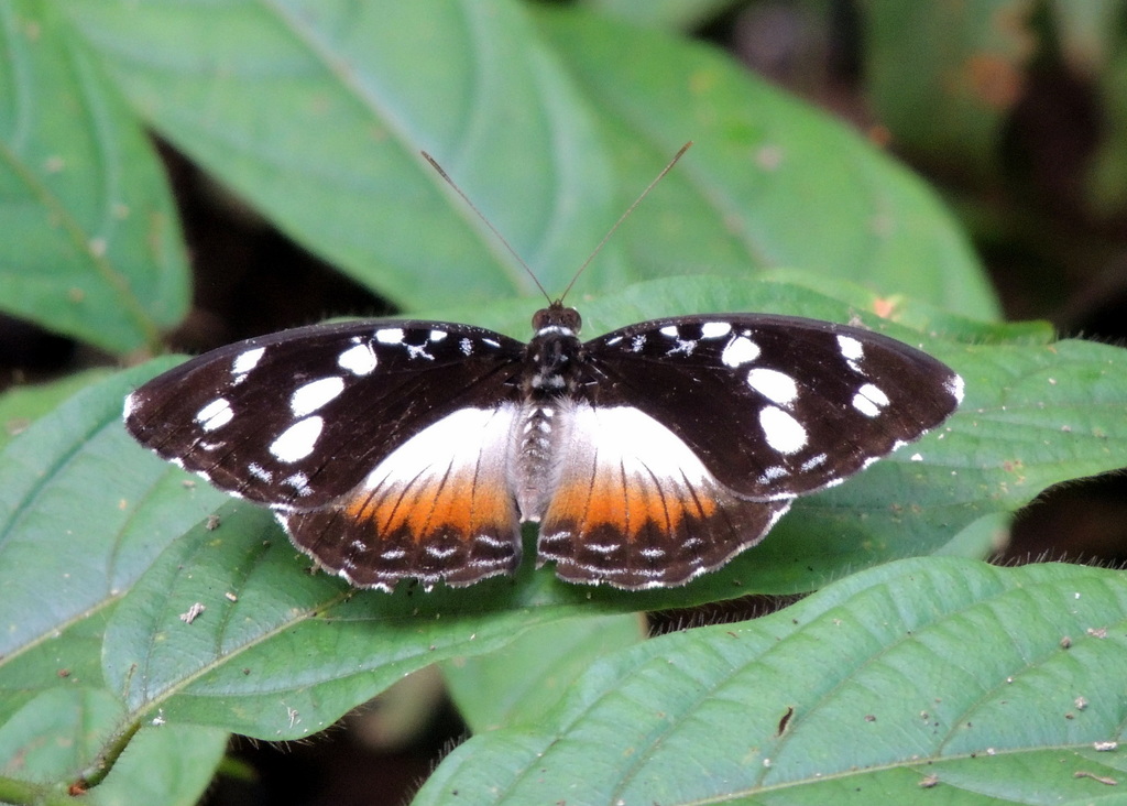 Forest Glade Nymph