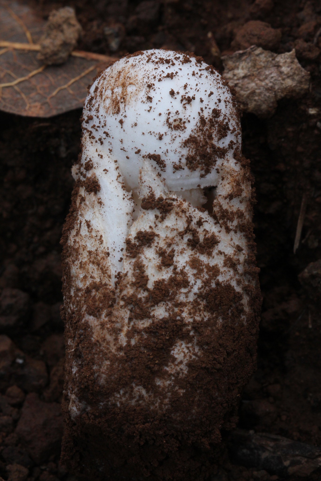 Amanita fallax image