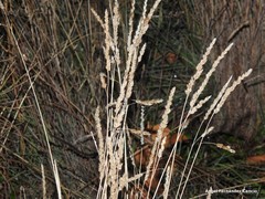 Dactylis glomerata hispanica