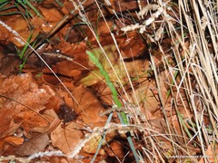 Dactylis glomerata hispanica