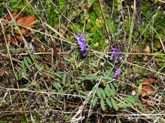 Vicia villosa