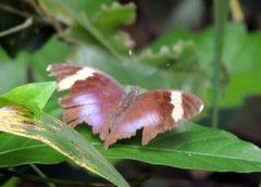 Euphaedra medon