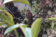 Margarornis squamiger