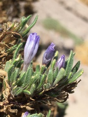 Nolana rhombifolia