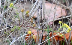 Tanacetum microphyllum