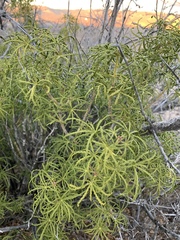 Choisya dumosa