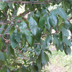 Atractocarpus sessilis