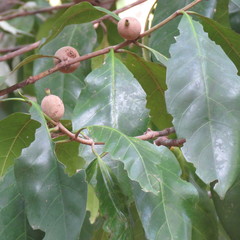 Atractocarpus sessilis