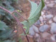 Camonea vitifolia