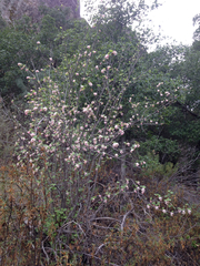 Ribes malvaceum viridifolium