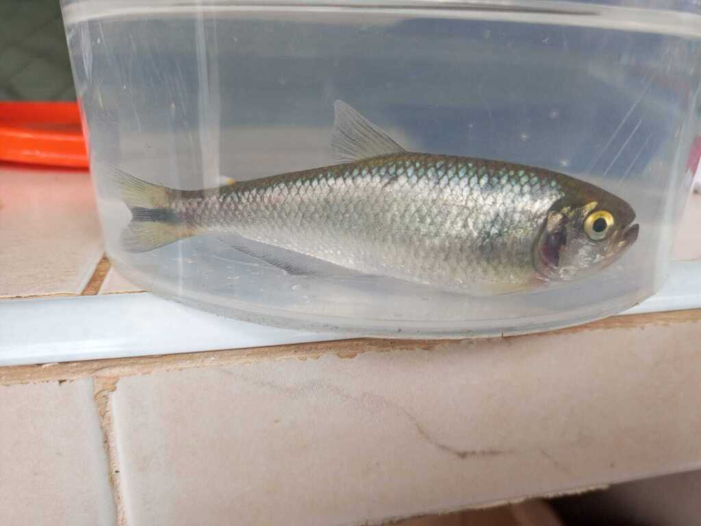 Andean mountain tetra (Hemibrycon polyodon) — Characidae