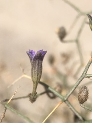 Reyesia juniperoides