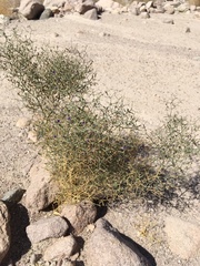 Reyesia juniperoides