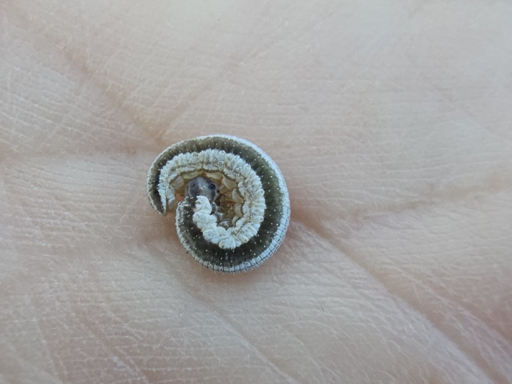 Tenthredopsis lactiflua